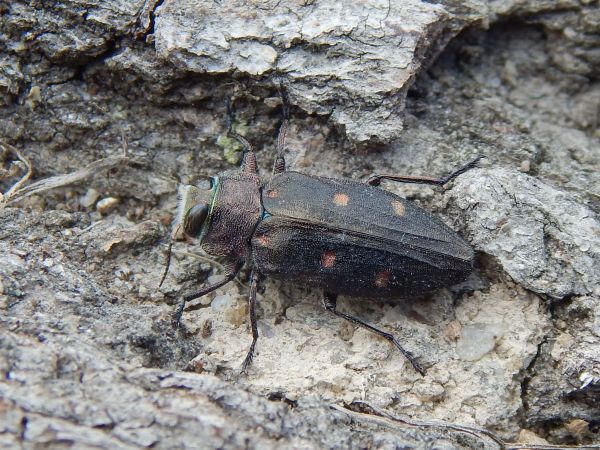 Pit oak splendour beetle