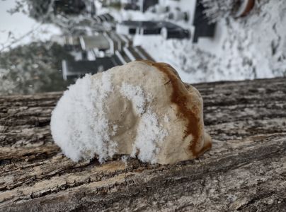 Pr&aacute;chnovec kopytovit&yacute;