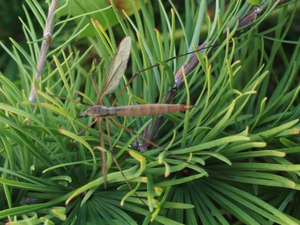 Crane fly - Tipula