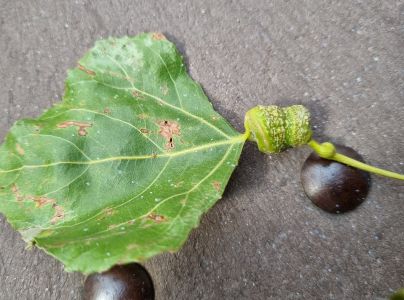 Dutin&aacute;rka skrutkovit&aacute;