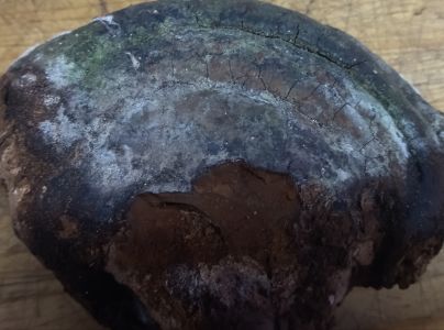 Ohňovec obyčajn&yacute;