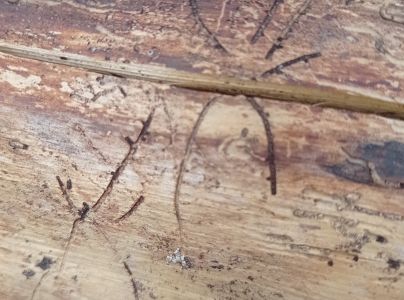 Lykožr&uacute;t leskl&yacute; 