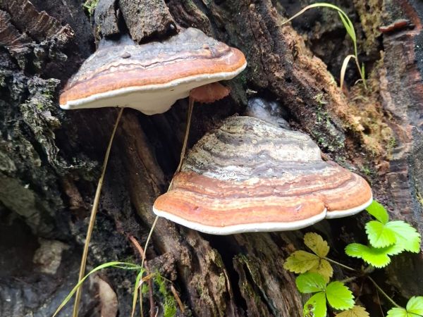 Red banded polypore