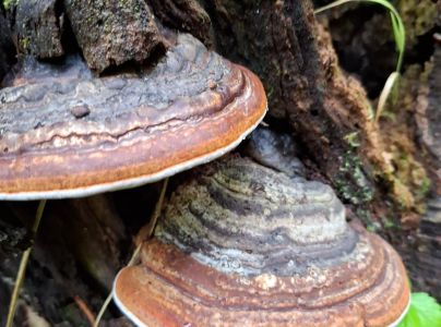 Pr&aacute;chnovček p&aacute;sikav&yacute; 