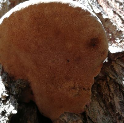 Phellinus igniarius 