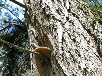 Ohňovec obyčajn&yacute;