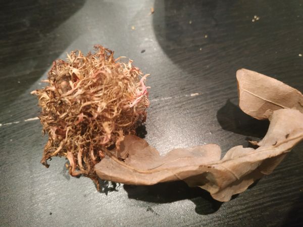 Gall wasp Andricus caputmedusae