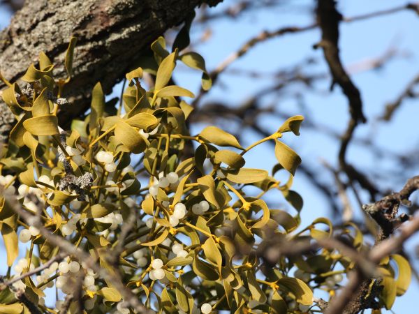 European mistletoe