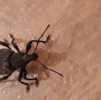 A - nejednoznačne určen&yacute;, nie sme si ist&iacute;