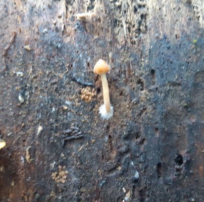 A - nejednoznačne určen&yacute;, nie sme si ist&iacute;