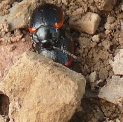 A - nie je v datab&aacute;ze