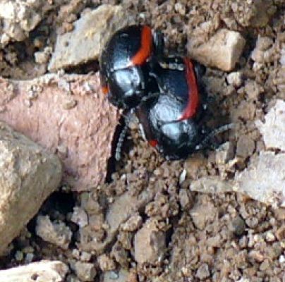 A - nie je v datab&aacute;ze