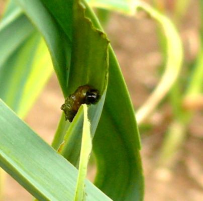 A - nie je v datab&aacute;ze