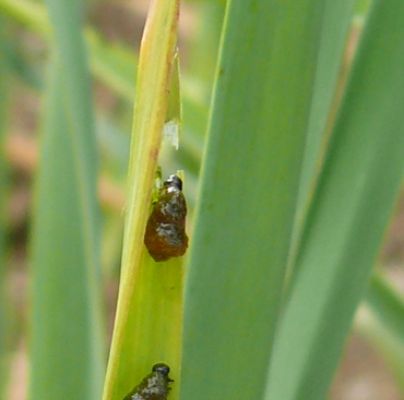 A - nie je v datab&aacute;ze