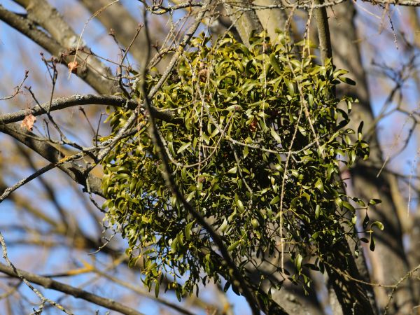 European mistletoe