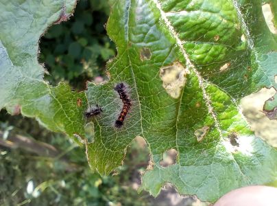 Mn&iacute;&scaron;ka veľkohlav&aacute;