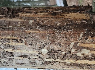 Lykokaz matn&yacute;