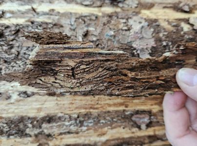 Lykokaz matn&yacute;