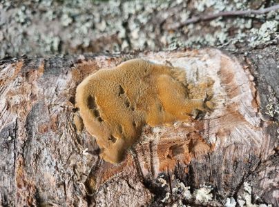 Ohňovec slivkov&yacute;