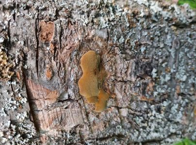 Ohňovec slivkov&yacute;