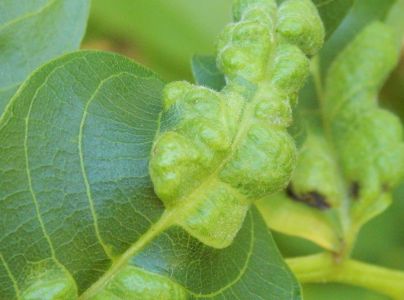 Roztoč Aceria erinea