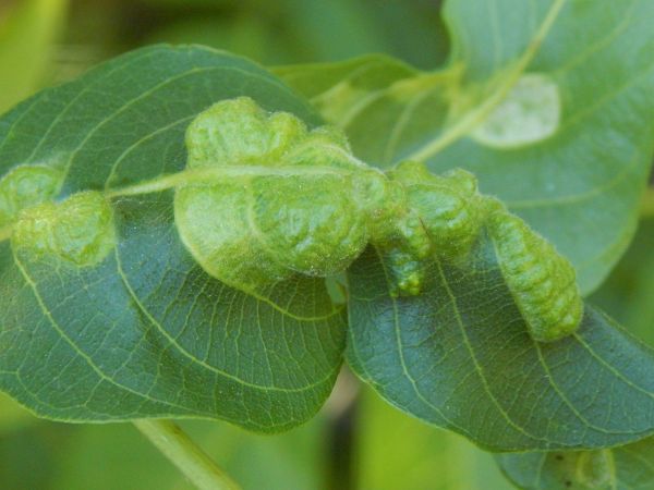 Walnut leaf gall mite