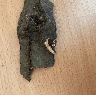 A - nejednoznačne určen&yacute;, nie sme si ist&iacute;