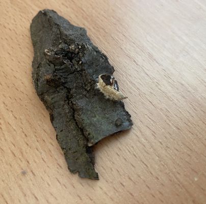 A - nejednoznačne určen&yacute;, nie sme si ist&iacute;