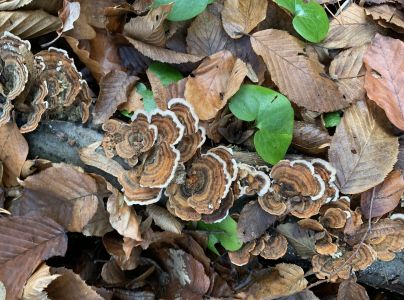 Tr&uacute;dnikovec pestr&yacute;