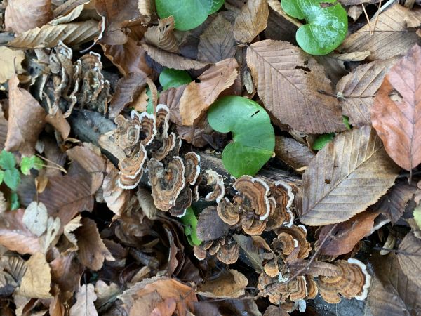 Turkey tail