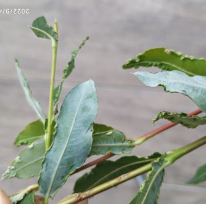 A - nie je v datab&aacute;ze