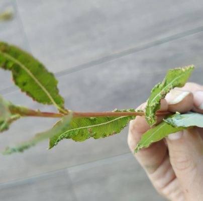 A - nie je v datab&aacute;ze