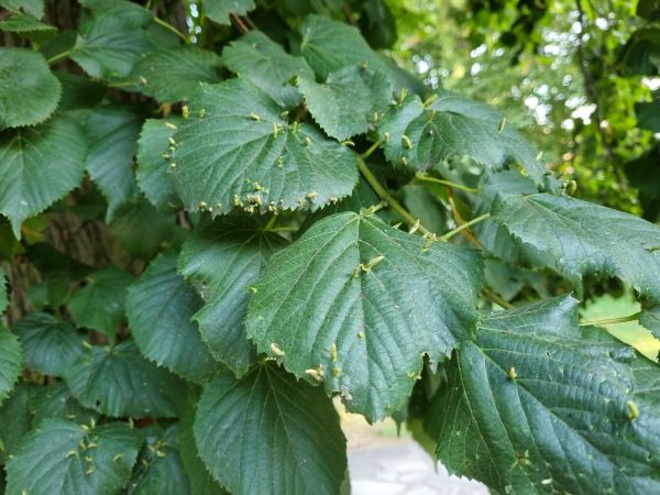 Gall mite Eriophyes tiliae