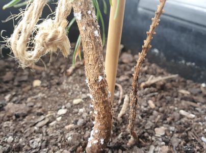 Vo&scaron;ka Pineus pini