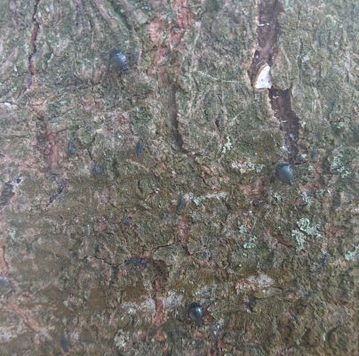 A - nejednoznačne určen&yacute;, nie sme si ist&iacute;