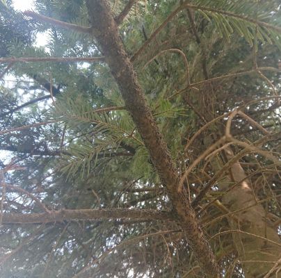 A - nejednoznačne určen&yacute;, nie sme si ist&iacute;