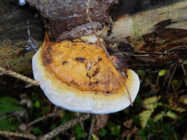 Red banded polypore