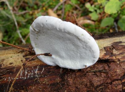 Pr&aacute;chnovček p&aacute;sikav&yacute; 