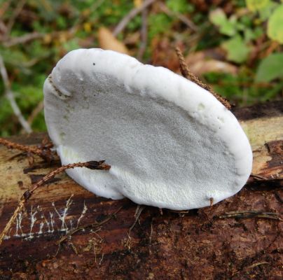 Fomitopsis pinicola 