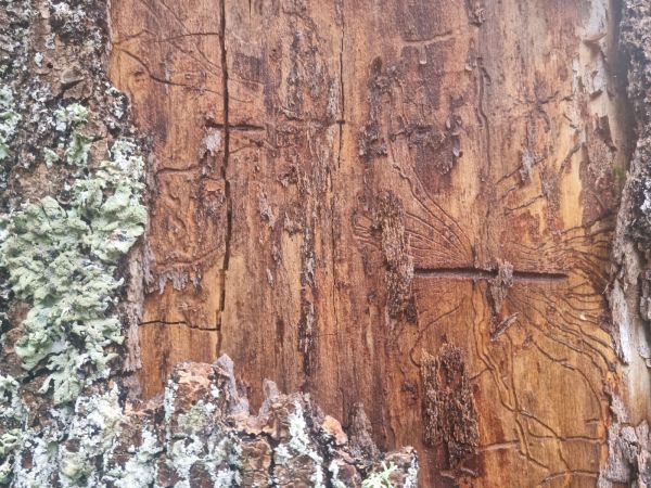 Larch elm bark beetle