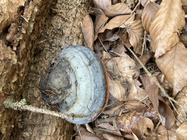 Red banded polypore