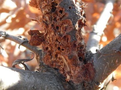 Hrčiarka Andricus quercusradicis