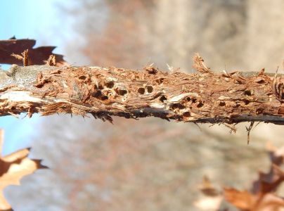 Hrčiarka Andricus quercusradicis