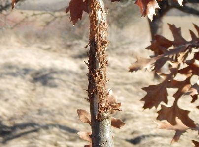Hrčiarka Andricus quercusradicis