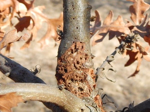 Gall wasp Andricus quercusradicis