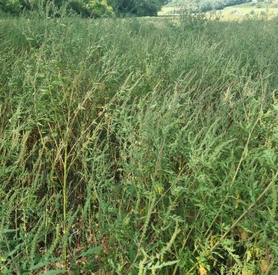 Ambrosia artemisiifolia