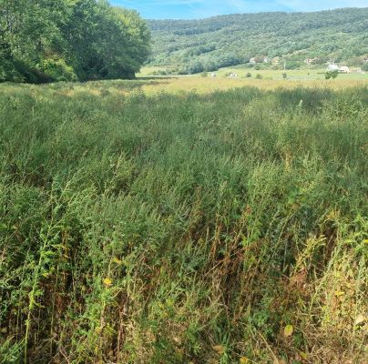 Ambrosia artemisiifolia