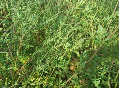 Ambr&oacute;zia palinolist&aacute;