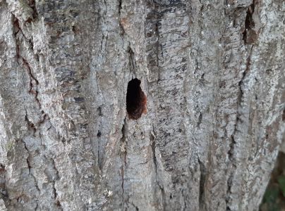 Fuz&aacute;č drsnotykadlov&yacute;