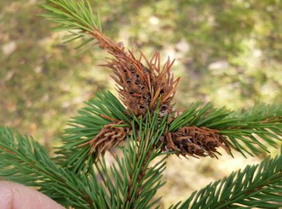 K&ocirc;rovnica zelen&aacute;